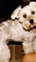 Biskit - Photo by Ruth Williams