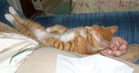Theo, tummy up on sleeping Grandma - photo by Carmen McLean Richards