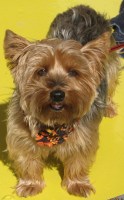 Ernie again - Photo by Lelia Cort