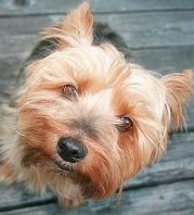 Ernie - Photo by Lelia Cort