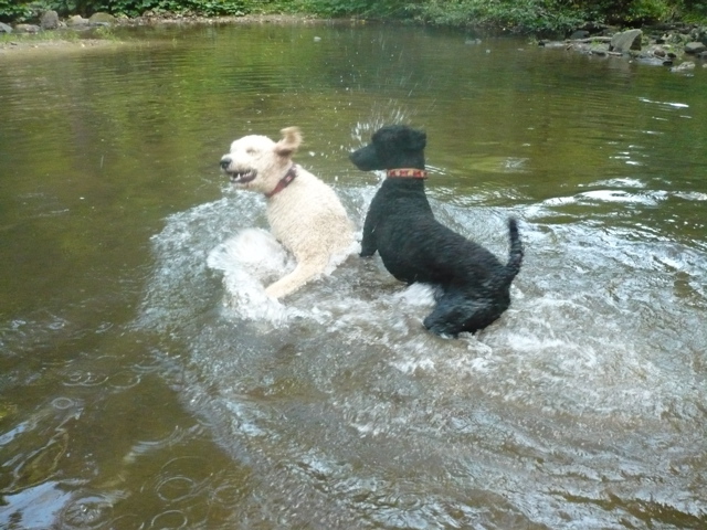 Floyd and Isabelle splashing