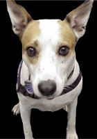 Freckles at Red Cross - Photo from Paul Howey