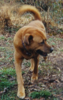 Ginger - Photo by Peter McLean