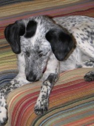 Gracie on the bed