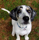 Harley at 4 months - Dog Pearls footage still by Shane Peters