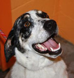 Harley at Asheville Humane Society, 15 months old