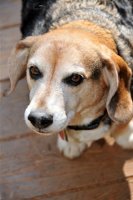 Leegle Beagle - Photo by Paul Howey