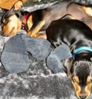 LT and Sarge - Photo by Daniel Stokoe