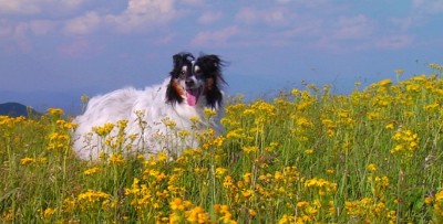 Mitch on the mountain, yellow flowers, in Coming Home