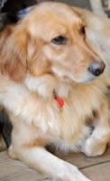 Molly - Photo by Paul Howey