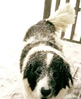 Panda in the snow - Photo by Diana McLean