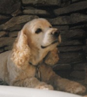 Sparky - photo by Ruth Kae Hellerman