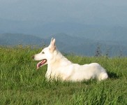 Tucker on the Mountain