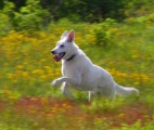 Tucker in yellow flowers in Spirit Dog Pearl - footage still from Shane Peters