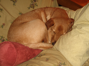 Charley snuggled up