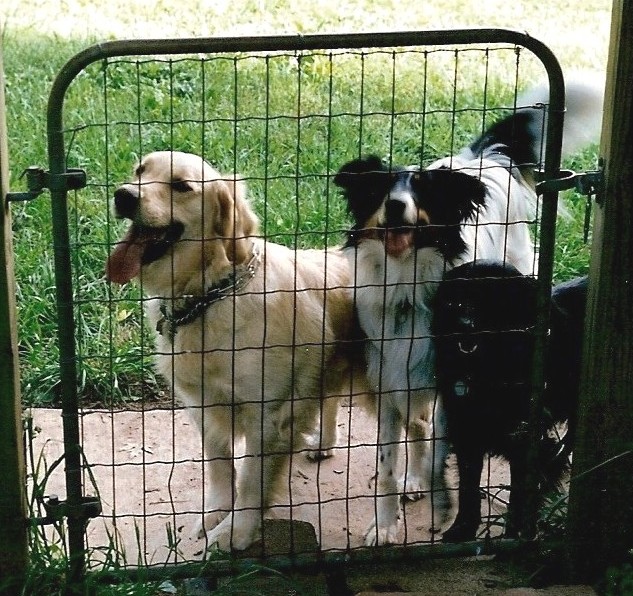 All three pups in the dog yard