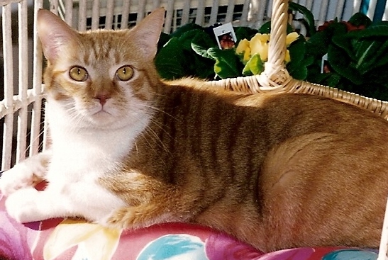 Toby 