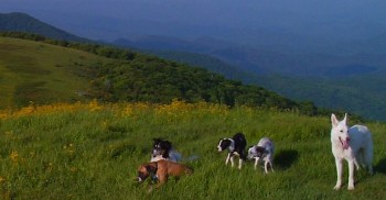 All five dogs on the mountain
