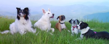 Mitch, Tucker, Lucy, Gracie and Lola, left to right, oldest to youngest