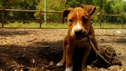 Boxer puppy Junior, digging up a root