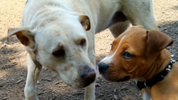 Puppy Junior with gentle older dog