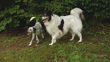 Mitch and Gracie in the Dog Yard, from "Even More Love"