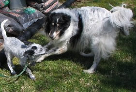 Mitch and Gracie playing at the mulch pile