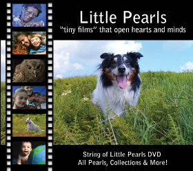 Cover for 2011 DVD