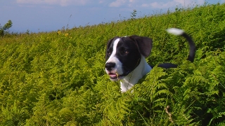 Puppy Lola on the mountain, just before her big dive