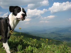 Lola on the mountaintop