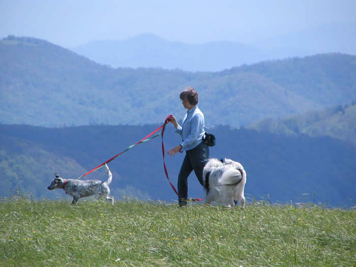 Max Patch with dogs, Western NC mountains