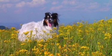 Mitch on the mountain in yellow flowers