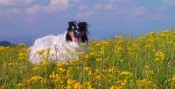 Mitch on the mountain - yellow flowers