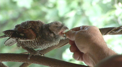 Pinkey taking food, fussing