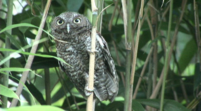 Pinkey in bamboo