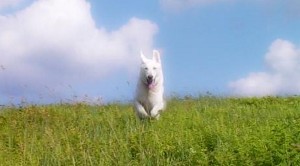 spirit dog death after essentially spiritual addressing nature