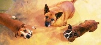 Three-Dog Johnston Family