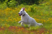 Tucker in yellow flowers in Spirit Dog