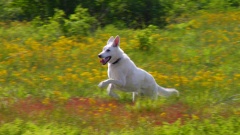 Tucker, running in yellow flowers