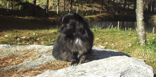 Dr. Willie surveying his yard from his rock