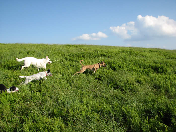 Lucy, leader of the pack on the mountain