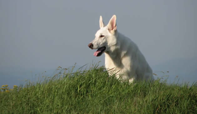 Tucker on the mountaintop