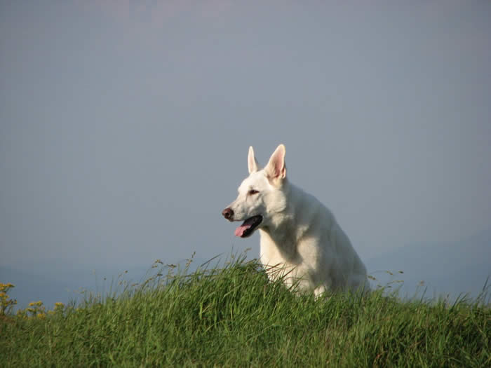 Tucker on the mountaintop shoot