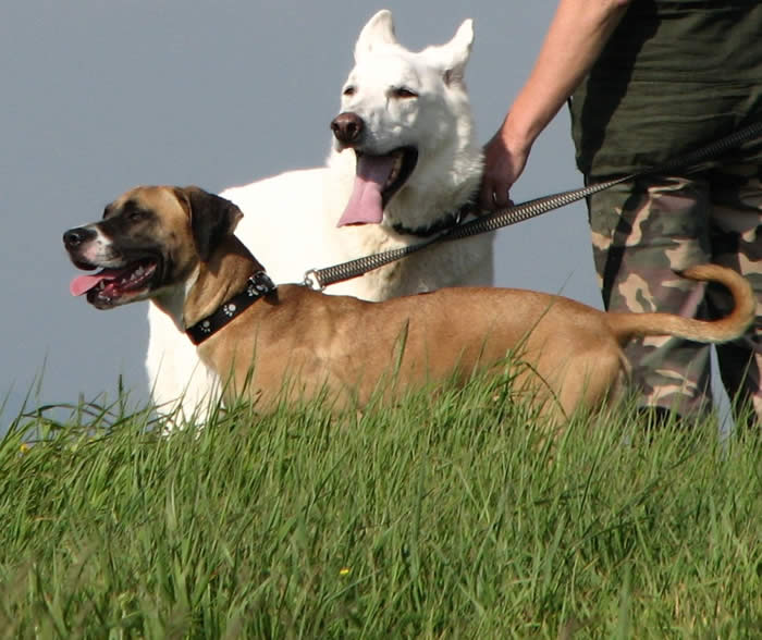 Lucy, Tucker and Mom at mountaintop shoot