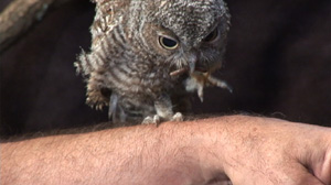  Pinkey trying to eat a worm