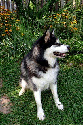 Wiley in the garden