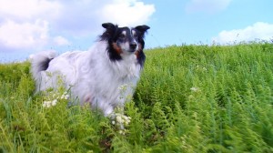 Anam Cara: Mitch walking in green grass